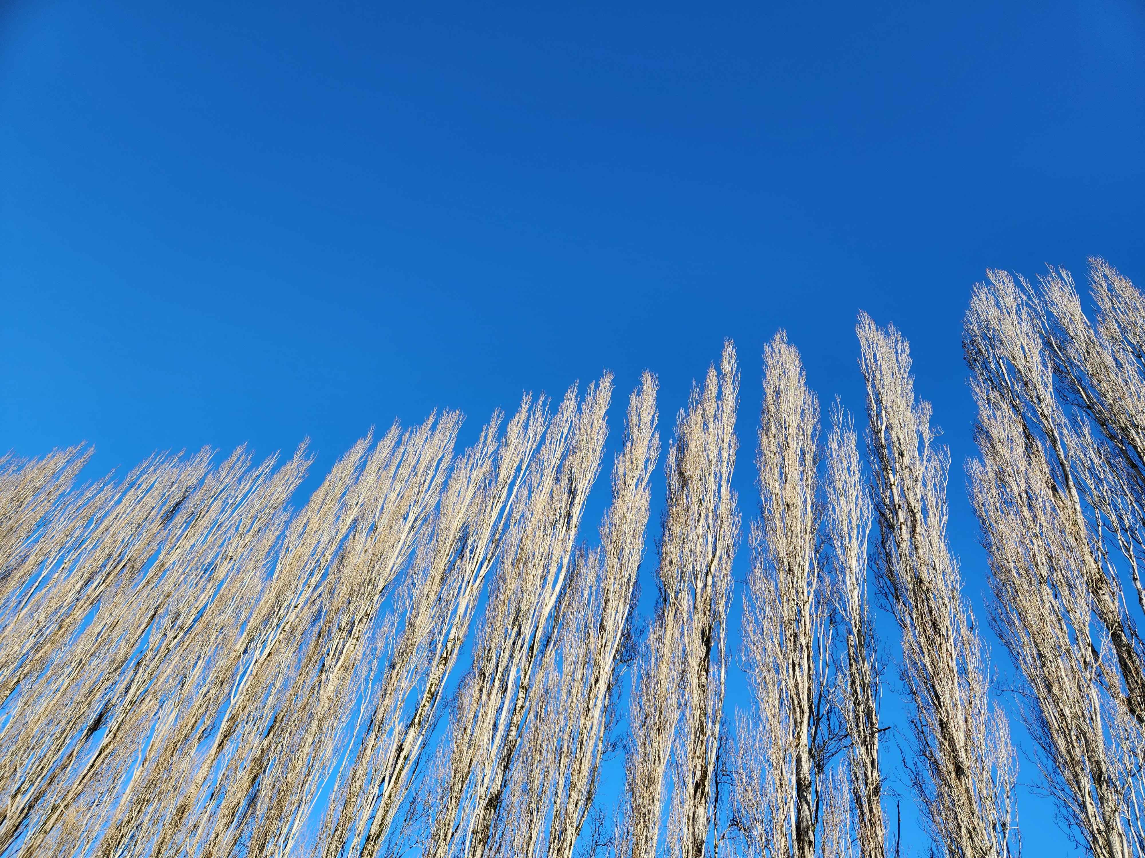 Blue winter sky and dormant poplar trees on the river trail.